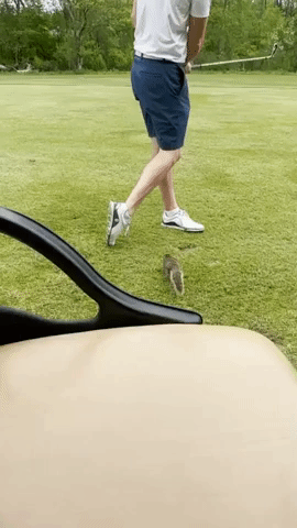 Baby Squirrel Tags Along For 16 Holes at Michigan Golf Course
