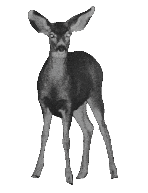 Calvin Harris Deer Sticker by Columbia Records UK