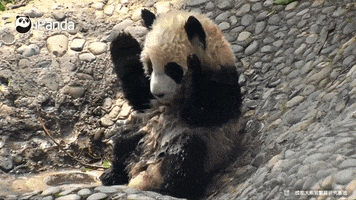 Panda Eau GIF by BFMTV