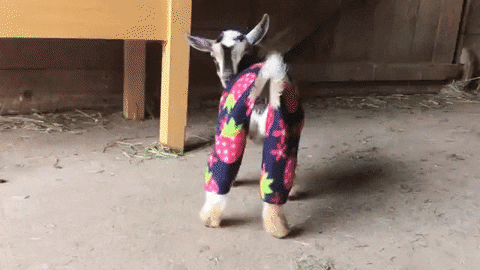 baby goats GIF