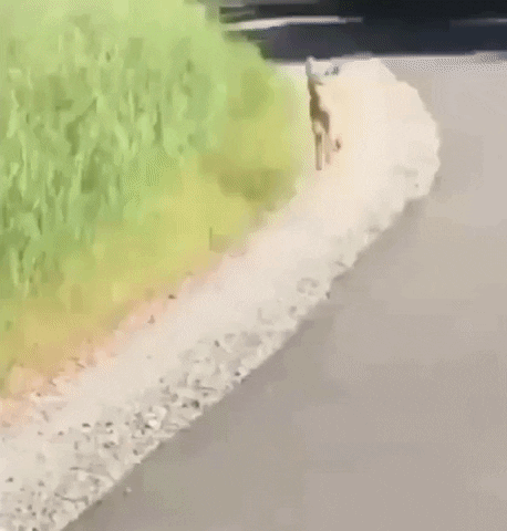 cuteanimalland giphyupload GIF