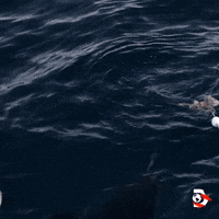 Great White Ocean GIF by Shark Week