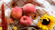 cafeconmigo cider peaches sunflowers conmigo GIF