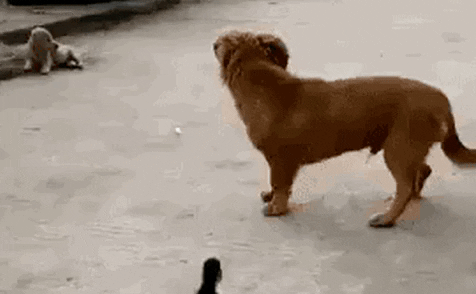 VicVik giphyupload GIF