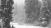 Black And White Snow GIF