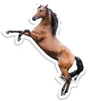 horse gallop Sticker by Pets Add Life