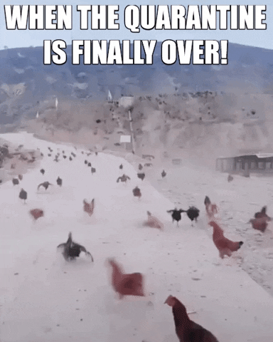 darob-giphy giphygifmaker escaping chickens quarantine GIF