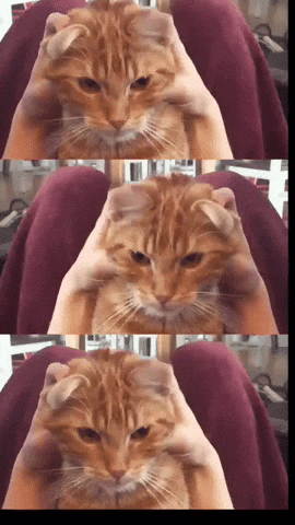 Red Cat GIF