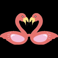 Fun Celebrate GIF by The3Flamingos