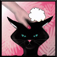 MrPawmantic cats stop it mrpawmantic GIF