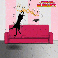 Cats Monday GIF