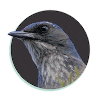 Bird Flying Sticker by Treebird Branding