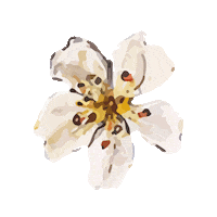 rain flowers Sticker by Luisa Beccaria