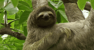 sloth smile GIF
