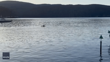 'Scariest Moment of Parenting': Mum Films Whale Bumping Into Kayaking Son in Tasmania