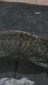 Happy Cat GIF