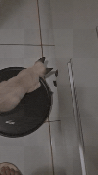 Cat Cat Cat GIF