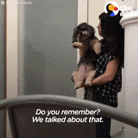 thedodo cute dog the dodo GIF
