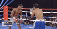 toprank fight sports sport boxing GIF