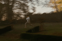 Run Benedict GIF