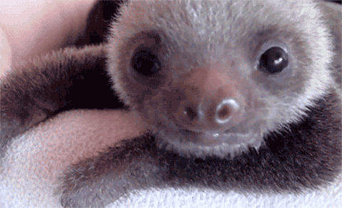 sloths GIF