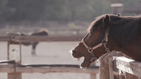 Gntmgr GIF by Star Channel TV