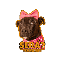 Cacausando cachorro cachorros sera cacausando Sticker