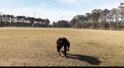 Super Hero Naruto GIF