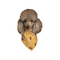 Minnie Mouse Poodle Sticker by Geekster Pets