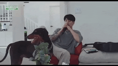 cuteanimalland giphyupload GIF