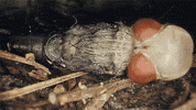 insects GIF by Digg