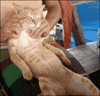Cat Reaction GIF