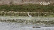 Sea Otter Wildlife GIF by Monterey Bay Aquarium