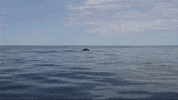 Whale GIF by Oceana