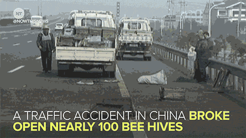 news bees GIF by NowThis 