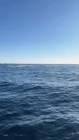Breaching Whales Impress Fishermen Off Gold Coast