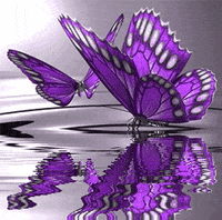 images butterfly GIF