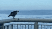 Ocean Poop GIF by Monterey Bay Aquarium
