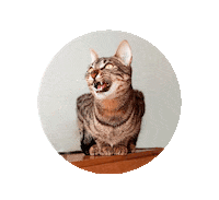 Funny Cats Lol Cat Sticker by Rubicat