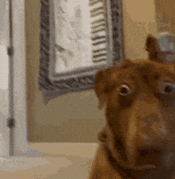 Shocked Dog GIF