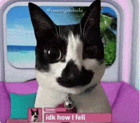 Love Island Cat Meme GIF