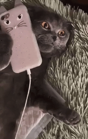 cuteanimalland giphyupload GIF