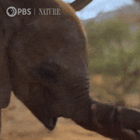 Explore Pbs Nature GIF by Nature on PBS