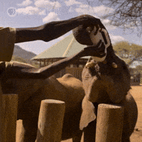Pbs Nature Care GIF by Nature on PBS