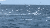 Humpback Whale GIF by ViralHog