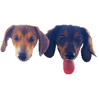 Doxie Weenie Sticker by DopeDog