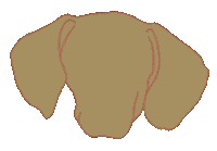 Dachshund Weenie Sticker by WOOF+WEEN