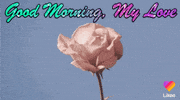 Good Morning Love GIF by Likee US
