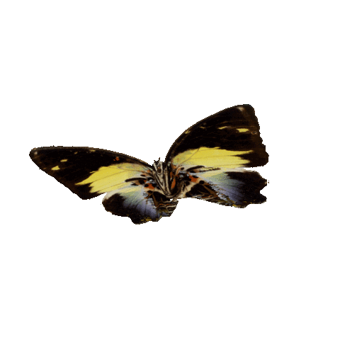 michaeldamnitz giphyupload butterfly schmetterling michaeldamnitz Sticker