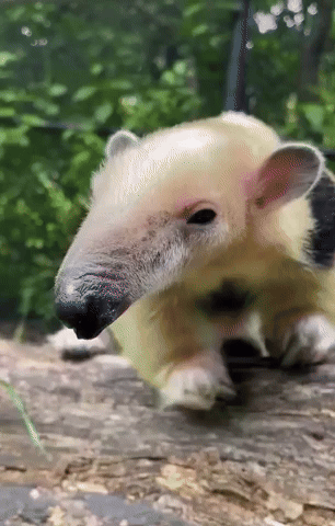 Anteater Sticks Out Tongue